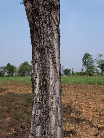 tree trunk isolated from backgroundの写真素材
