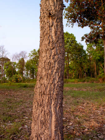 tree trunk isolated from backgroundの写真素材