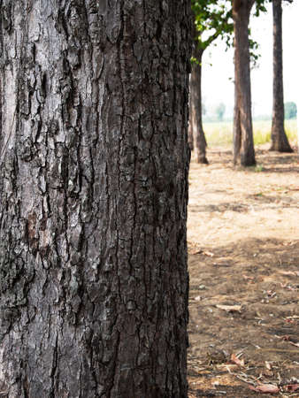 tree trunk isolated from backgroundの写真素材