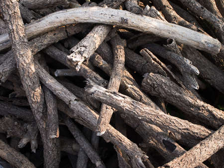 Tree bark textureの写真素材