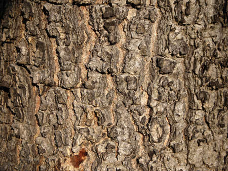 Tree bark texture
