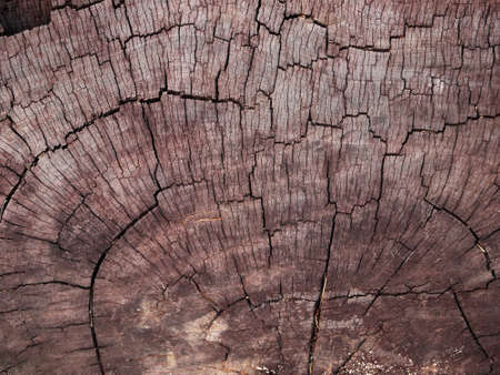 Tree bark texture