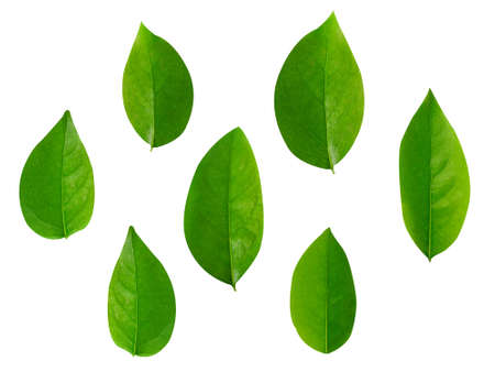 Leaf Collection on White Backdropの写真素材