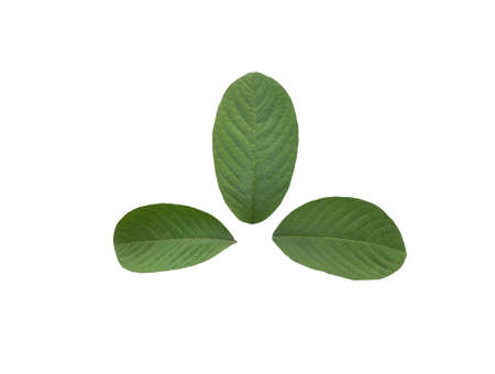 Leaf Collection on White Backgroundの写真素材