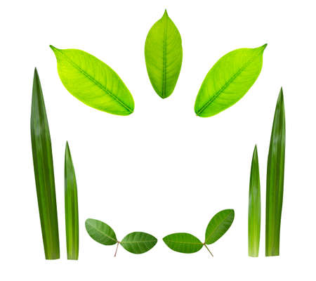 Collection Leaf on White Backdropの写真素材