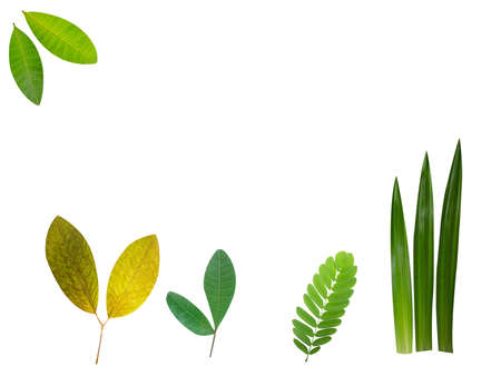Collection Leaf on White Backdrop