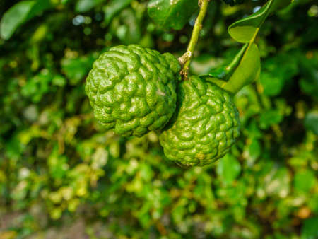 Bergamot and green leaves on the tree.