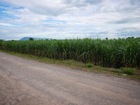Sugar cane with skyの写真素材