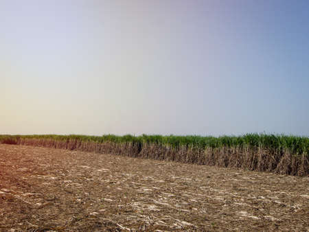 Sugarcane plantations,the agriculture tropical plant in Thailand.の写真素材