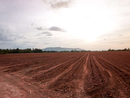 Sugarcane plantations,the agriculture tropical plant in Thailand.の写真素材
