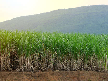 Sugarcane plantations,the agriculture tropical plant in Thailand, Trees grow from the ground on a farm in the harvest on a dirt road with bright skyの写真素材