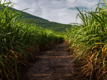 Sugarcane plantations,the agriculture tropical plant in Thailand, Trees grow from the ground on a farm in the harvest on a dirt road with bright skyの写真素材
