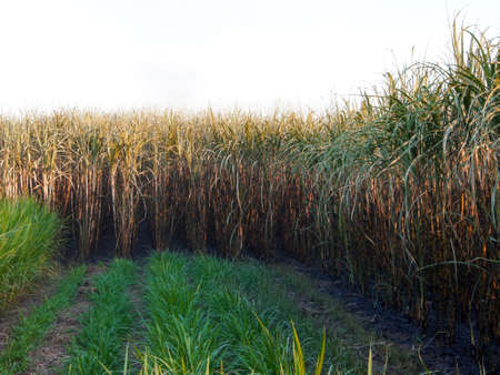 Sugarcane plantations,the agriculture tropical plant in Thailand.の写真素材