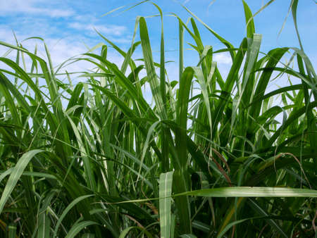Sugarcane plantations,the agriculture tropical plant in Thailand, Trees grow from the ground on a farm in the harvest on a dirt road with bright skyの写真素材