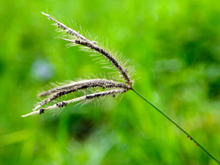 morning grass Flowers  sunshineの写真素材