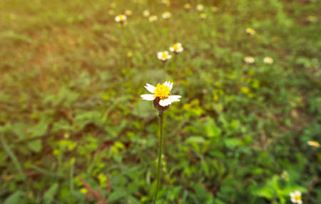 grass Flowers  sunshineの写真素材