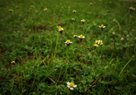 grass Flowers on backgroundの写真素材