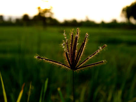 morning grass Flowers  sunshineの写真素材