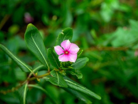 yellow flowers blooming in spring beautiful yellow flowersの写真素材