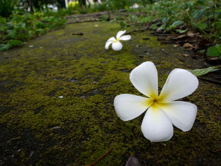 White flowers on the road.の写真素材