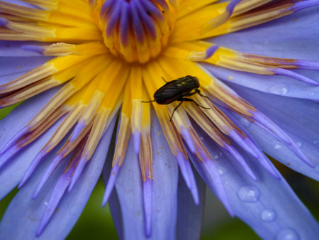 purple flowers blooming in spring beautiful purple flowersの写真素材