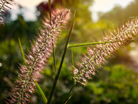 morning grass Flowers  sunshineの写真素材