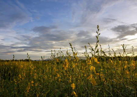 yellow flowers blooming in spring beautiful yellow flowersの写真素材