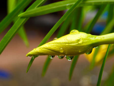 yellow flowers blooming in spring beautiful yellow flowersの写真素材