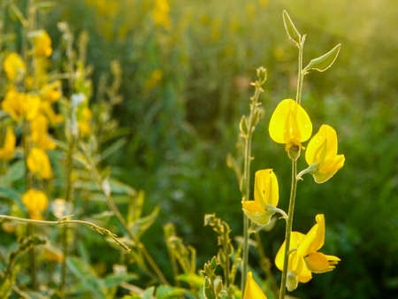 yellow flowers blooming in spring beautiful yellow flowersの写真素材