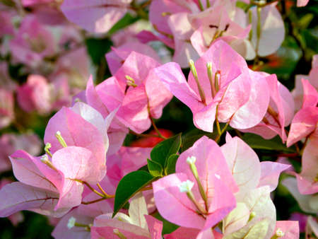 Pink flowers bloom in the spring, beautiful pink flowers.の写真素材