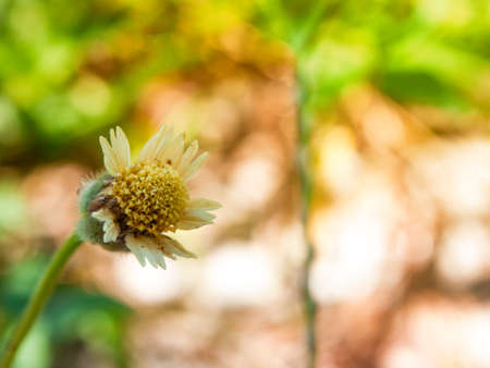 White flowers bloom in the springの写真素材