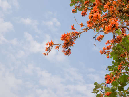 Orange flowers on sky backdrop With space for font inputの写真素材