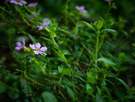 purple flowers bloom in the spring, beautiful pink flowers.の写真素材