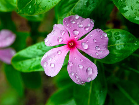 Pink flowers bloom in the spring, beautiful pink flowers.の写真素材