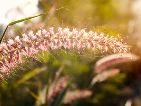 morning grass Flowers  sunshineの写真素材
