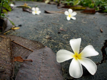 White flowers on the road.の写真素材