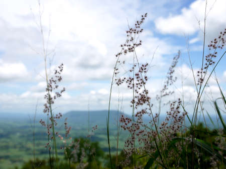 morning grass Flowers  sunshineの写真素材
