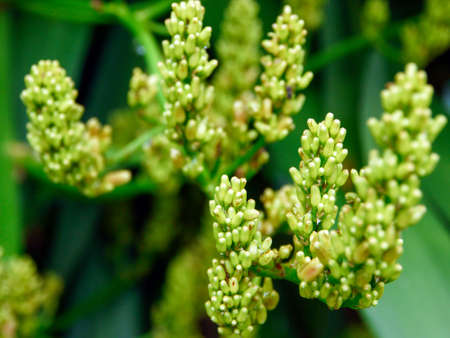 yellow flowers blooming in spring beautiful yellow flowersの写真素材