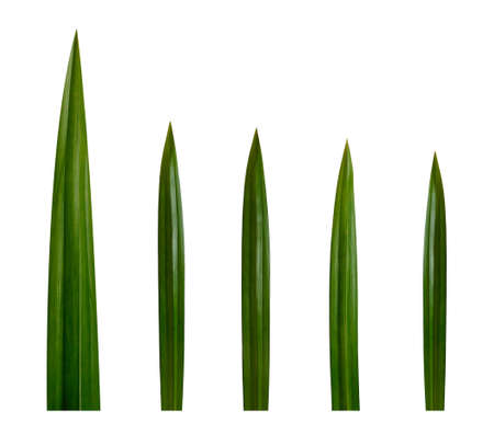 Pandan leaves on a white backgroundの写真素材
