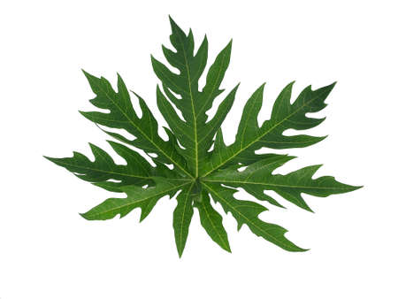 Green leaves isolated on white background.の写真素材