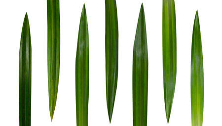 Pandan leaves on a white backgroundの写真素材