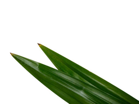 Pandan leaves on a white backgroundの写真素材