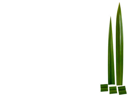 Pandan leaves on a white backgroundの写真素材