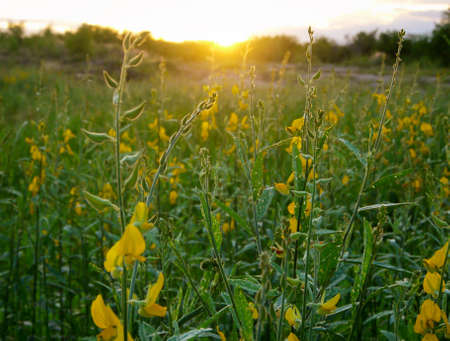 Spectacular sunset over, orange sun rising up over the horizonの写真素材