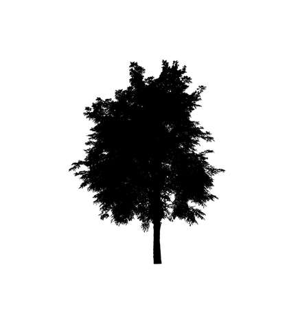 Tree silhouette for brush on white backgroundの写真素材