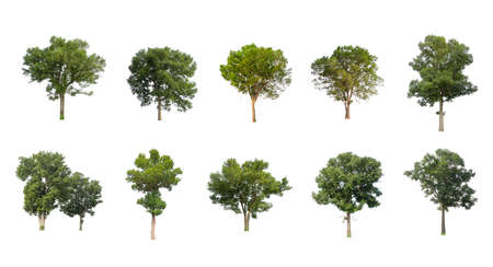 Set of Isolated trees on white background , The collection of treesの写真素材