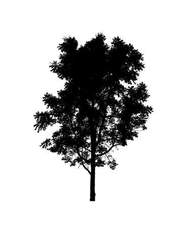 Tree silhouette for brush on white backgroundの写真素材