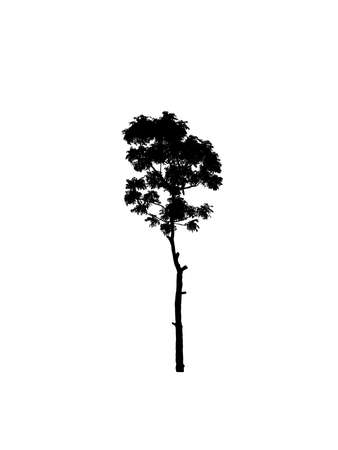 Tree silhouette for brush on white backgroundの写真素材