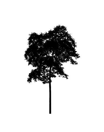 Tree silhouette for brush on white backgroundの写真素材