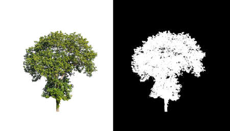 Tree that are isolated on a white background are suitable for both printing and web pagesの写真素材